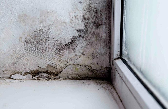 mold growth waterproofing